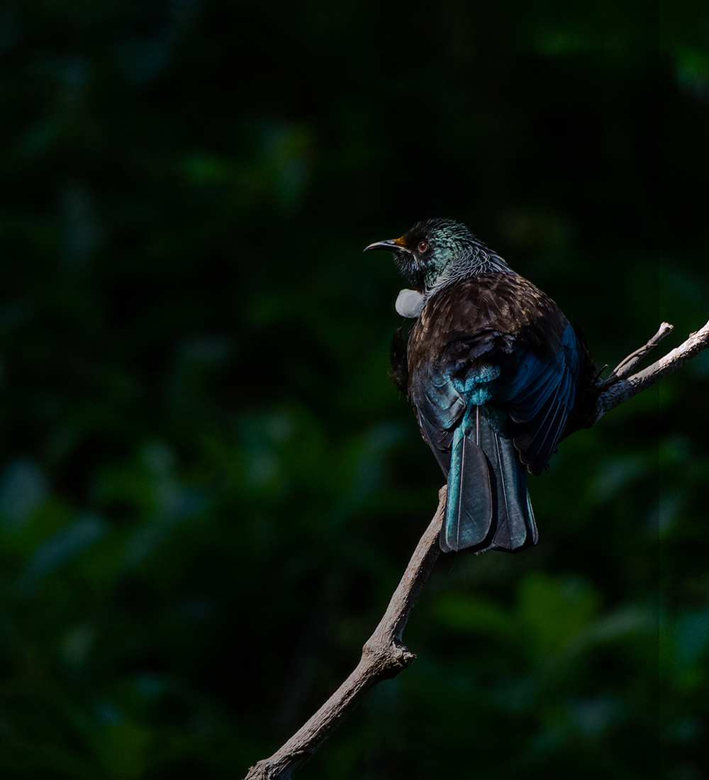 Thumbnail image. The back of a Tui bird shines in the light as it sits on a stray branch, facing the dense bush in the background.