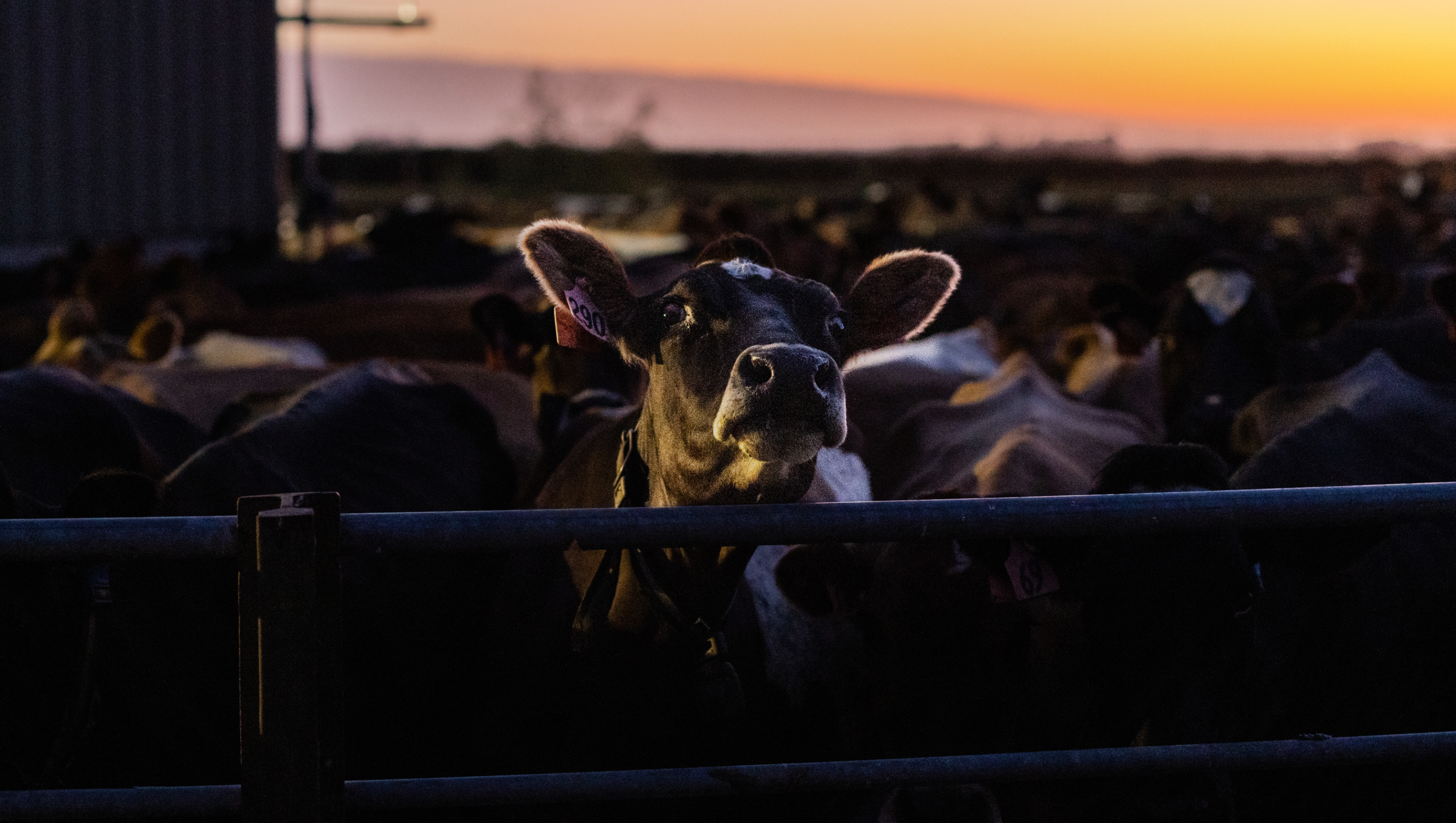 Ravensdown Hero Desktop