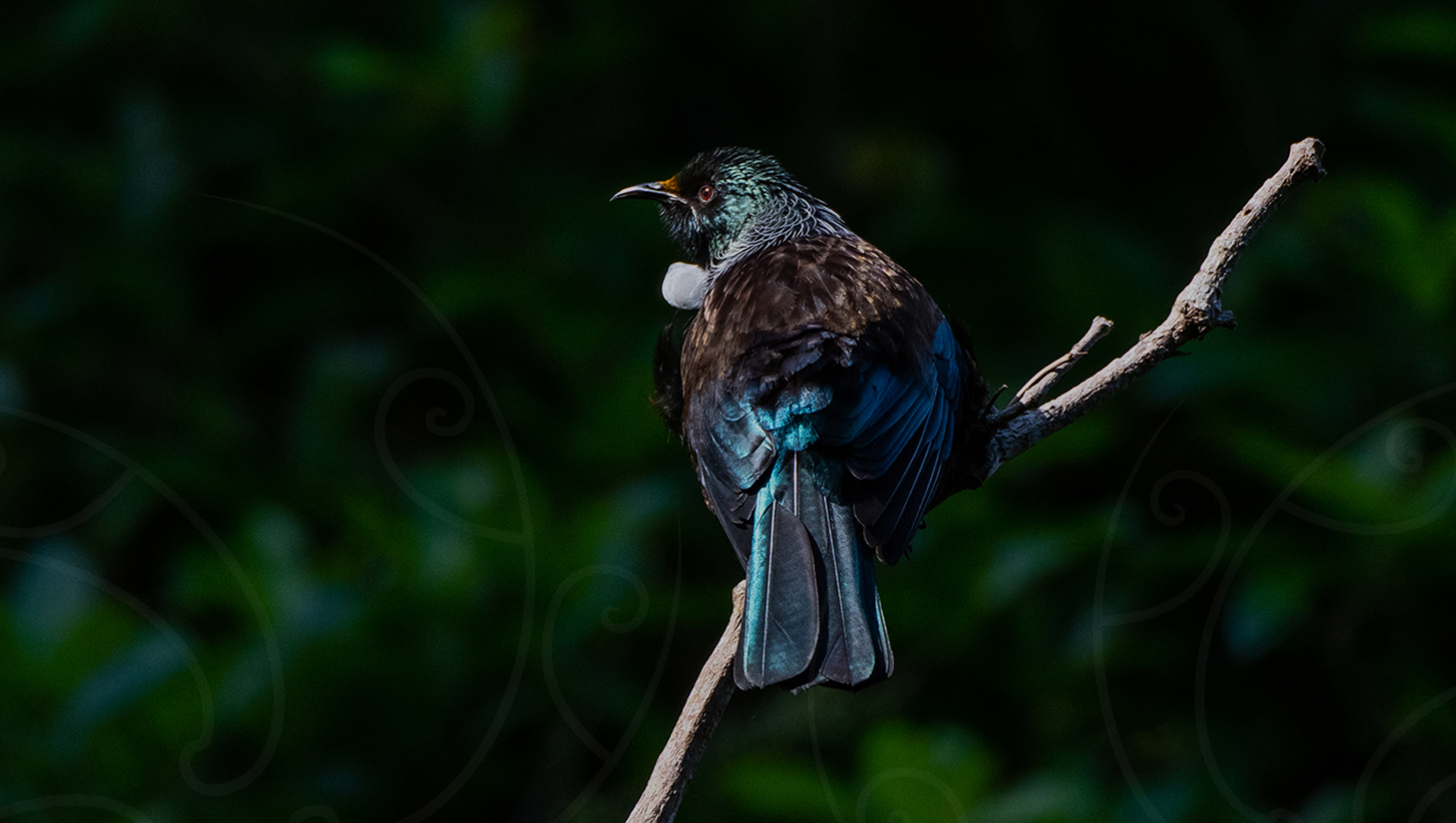 Climate Bio Hero Desktop