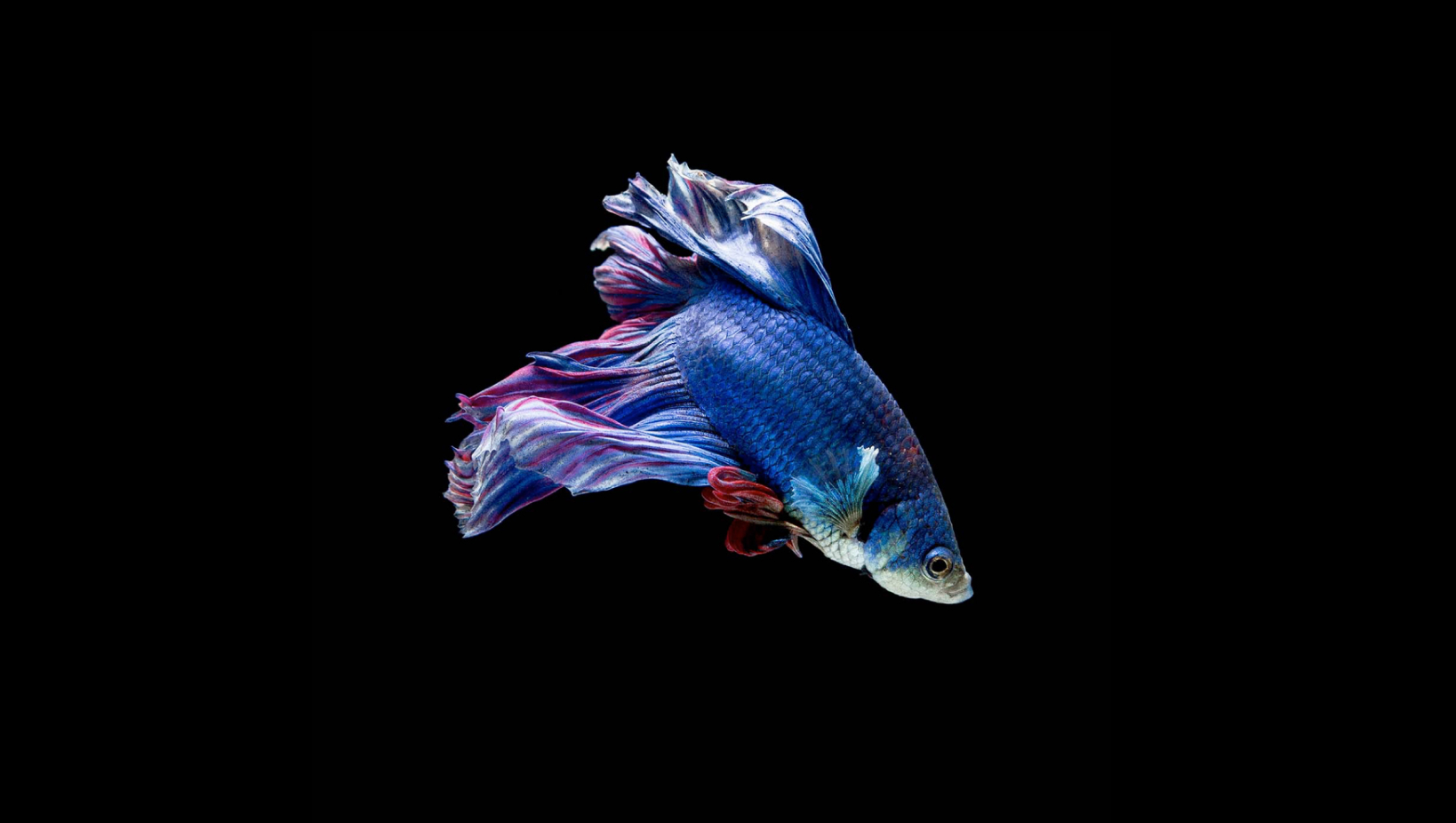 BBC Earth Hero Desktop (2)